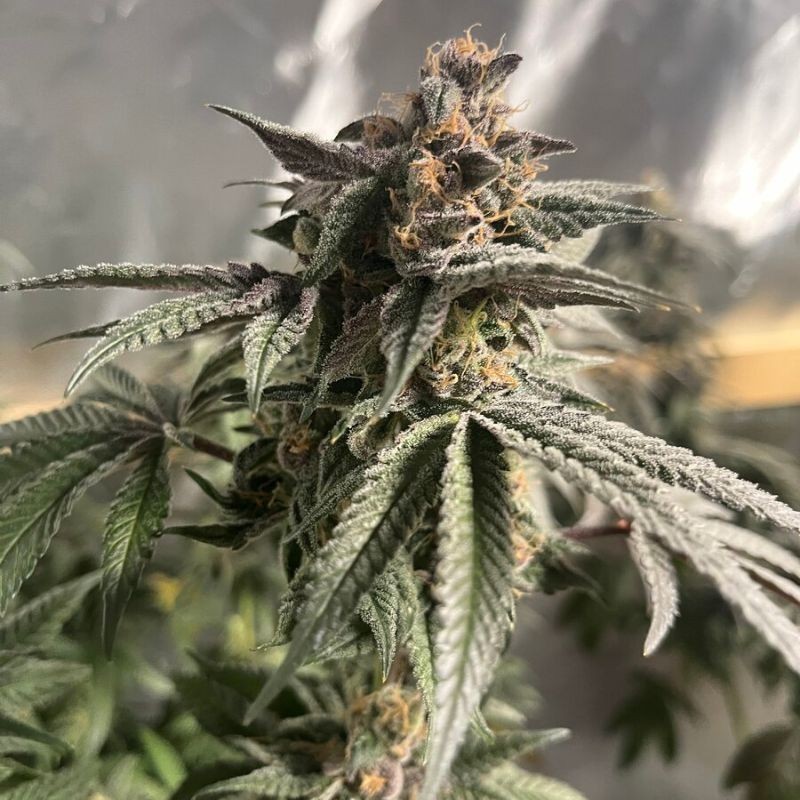 Nasiona marihuany Amnesia Fullgas - odmiana konopi