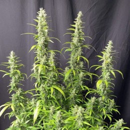 Nasiona marihuany Amnesia Candy - odmiana konopi