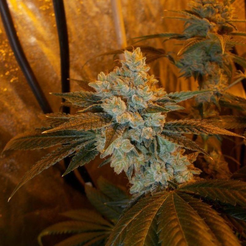 Nasiona marihuany Amnesia Extra 7 - odmiana konopi