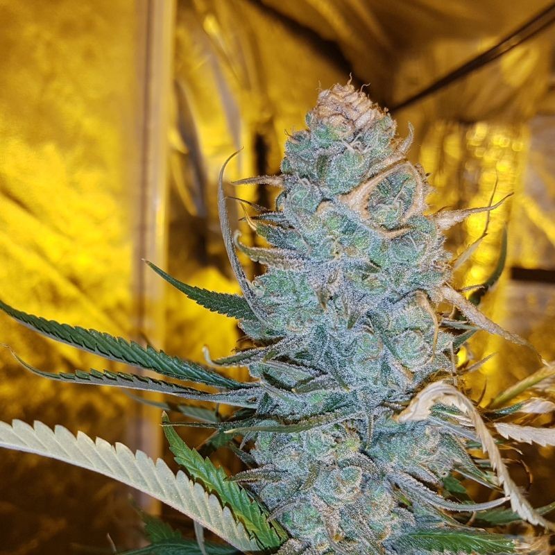 Nasiona marihuany Amnesia x Maroc Gold - odmiana konopi