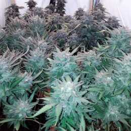 Nasiona marihuany White Power Skunk - opis odmiany konopi