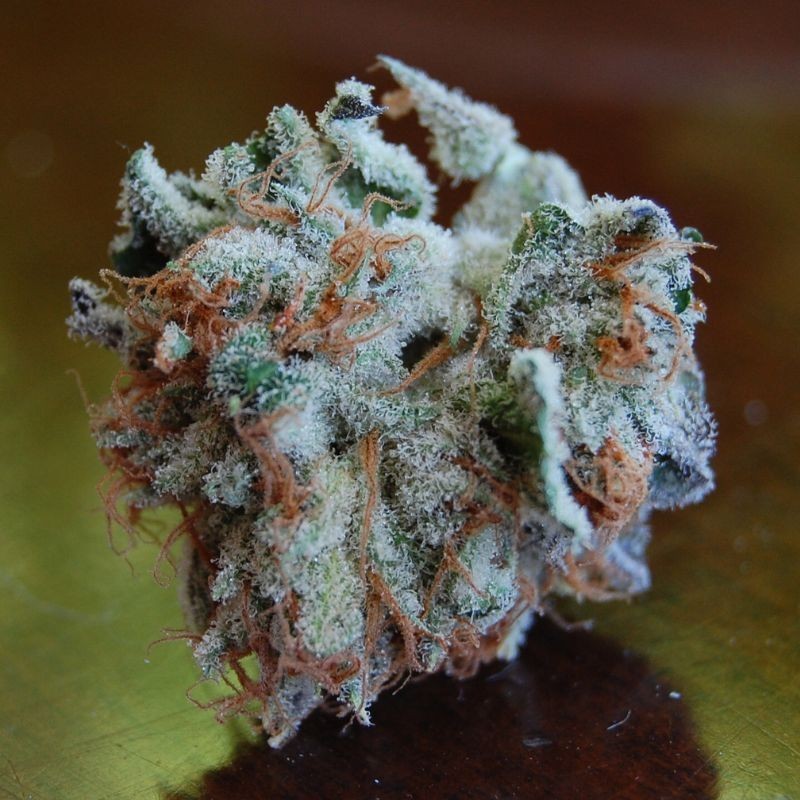 nasiona marihuany White Berry Skunk 1 - opis odmiany konopi