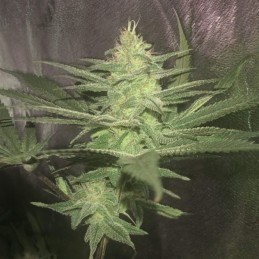 Nasiona marihuany automaty White Diesel Haze Automatic - opis odmiany konopi
