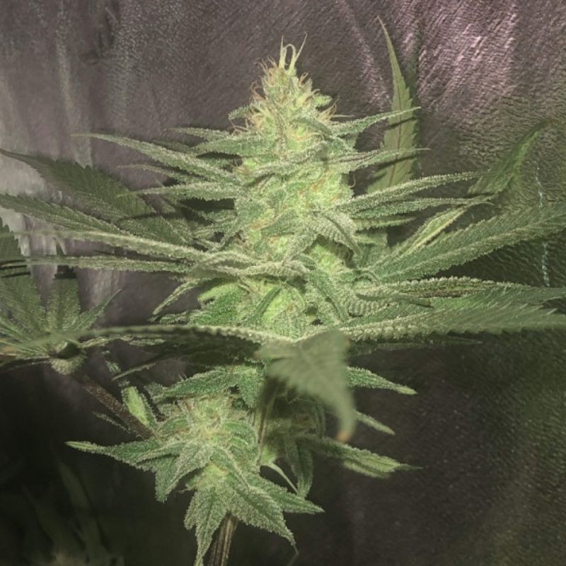 Nasiona marihuany automaty White Diesel Haze Automatic - opis odmiany konopi
