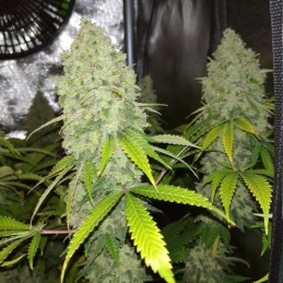 Nasiona marihuany automaty White Bubblegum Haze Automatic - opis odmiany konopi