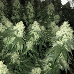 nasiona marihuany White Diesel - opis odmiany konopi