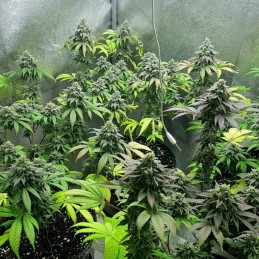 nasiona marihuany White Haze Diesel - opis odmiany konopi