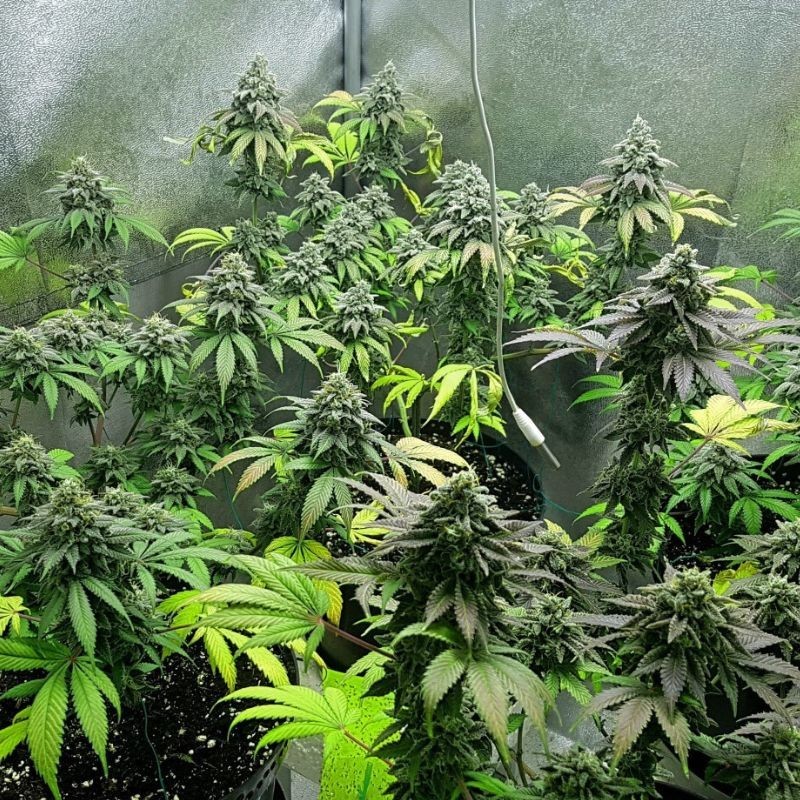 nasiona marihuany White Haze Diesel - opis odmiany konopi