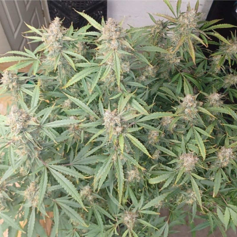 Nasiona marihuany automatyczne Snow Ryder Automatic - opis odmiany konopi