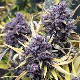 Nasiona marihuany Purple Haze - opis odmiany konopi
