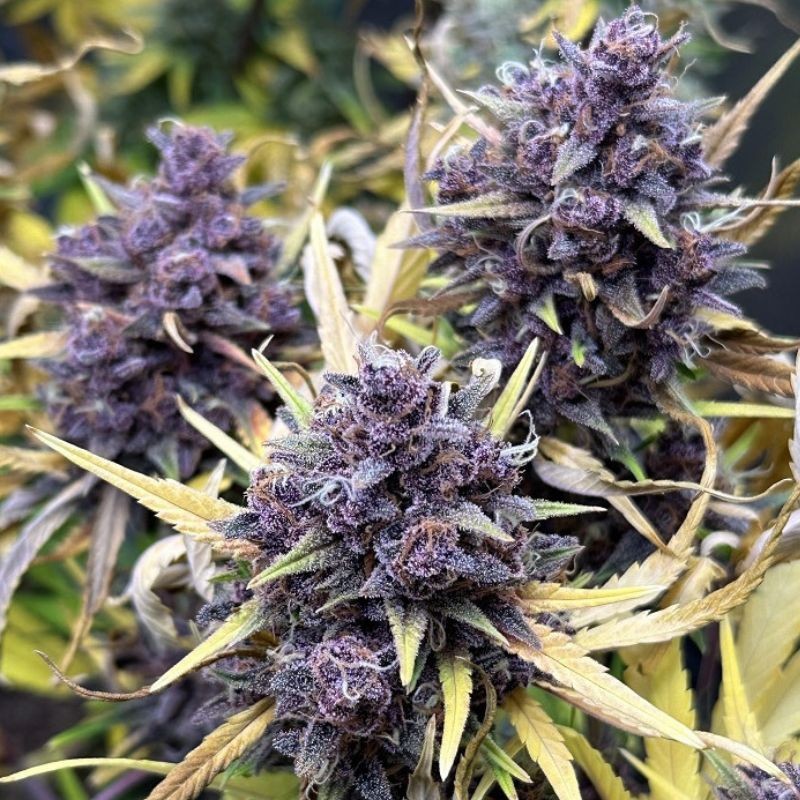 Nasiona marihuany Purple Haze - opis odmiany konopi