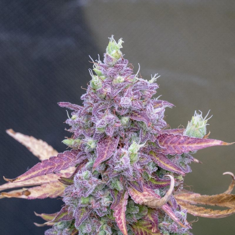 Nasiona marihuany Purple Haze Blueberry - opis odmiany konopi