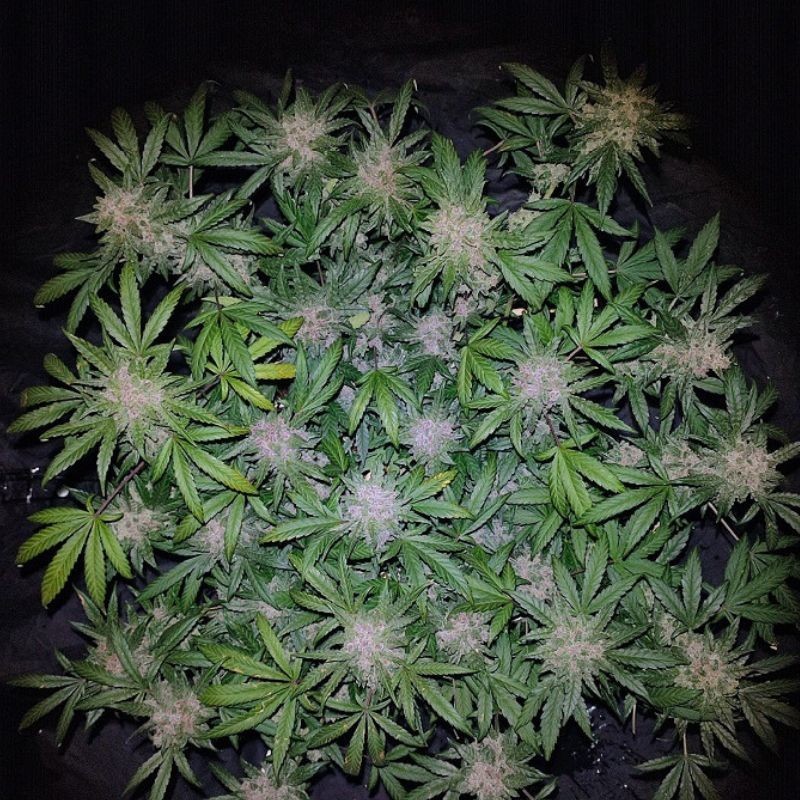 Nasiona marihuany Purple Haze Widow - opis odmiany konopi