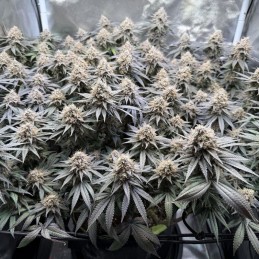 Nasiona marihuany automatyczne Purple Cake Haze Auto - opis odmiany konopi