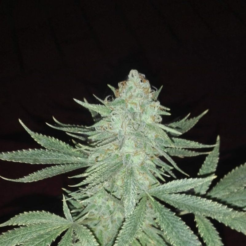 Nasiona marihuany Ketama - opis odmiany konopi
