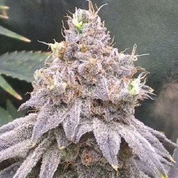 Nasiona marihuany Ketama Purple - opis odmiany konopi