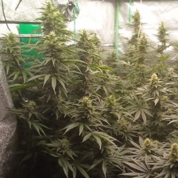 Nasiona marihuany Afghan Kush - odmiana konopi