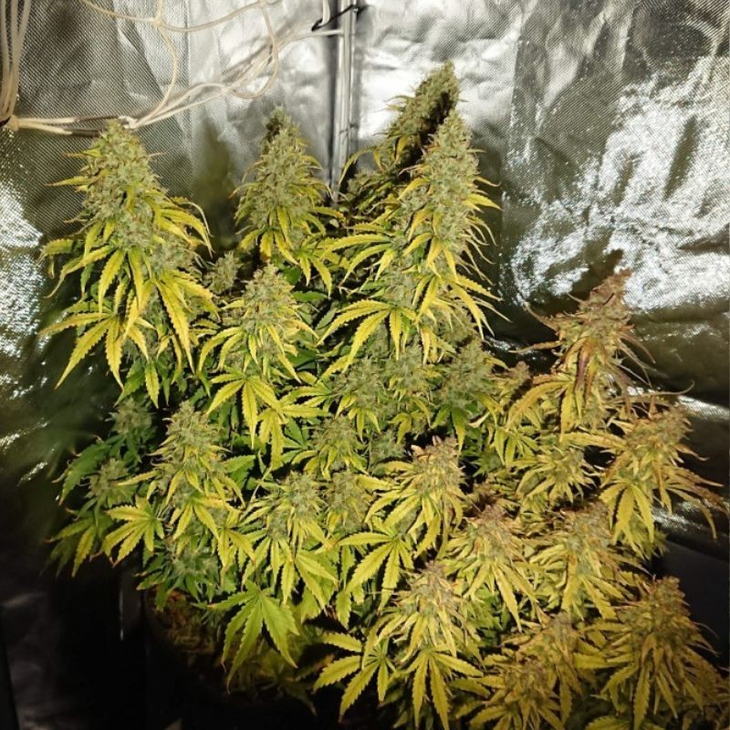 Nasiona marihuany Afghan Ryder Kush - odmiana konopi