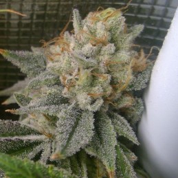 Nasiona marihuany Afghan Blueberry Kush - odmiana konopi