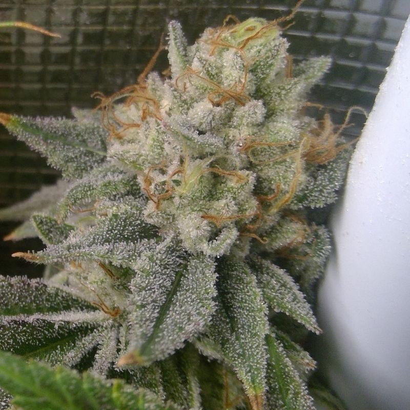 Nasiona marihuany Afghan Blueberry Kush - odmiana konopi