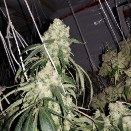 Nasiona marihuany Northern Light X - opis odmiany konopi