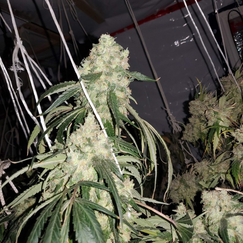 Nasiona marihuany Northern Light X - opis odmiany konopi