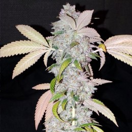 Nasiona marihuany Northern Light X Skunk Widow - opis odmiany konopi