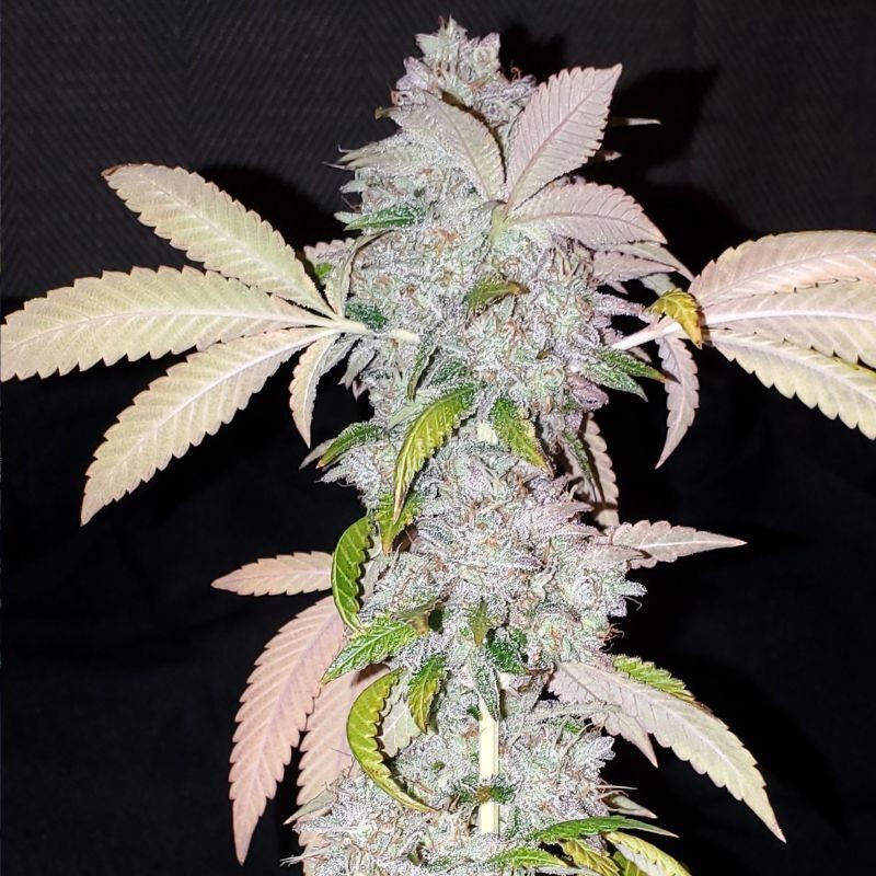 Nasiona marihuany Northern Light X Skunk Widow - opis odmiany konopi