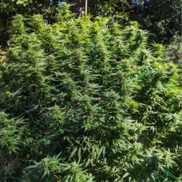 Nasiona marihuany Easy Sativa - odmiana konopi