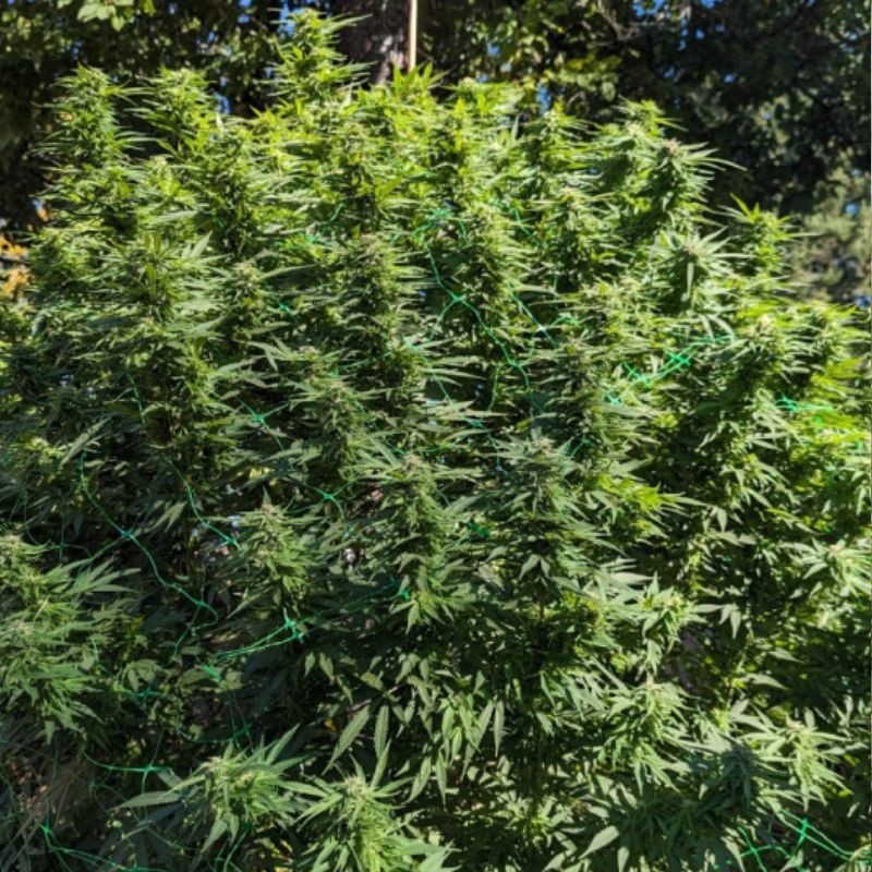 Nasiona marihuany Easy Sativa - odmiana konopi