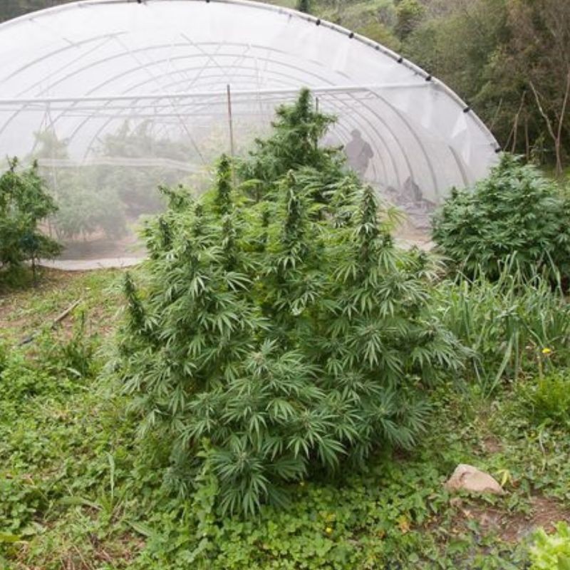 Nasiona marihuany Easy Sativa x Grapefruit - odmiana konopi