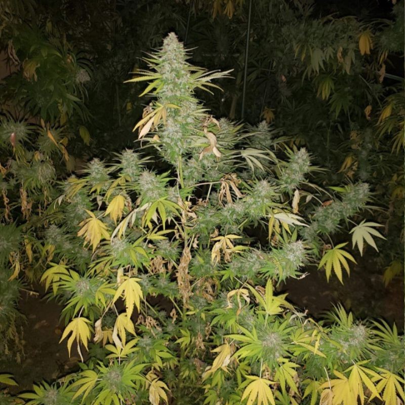 Nasiona marihuany Grapefruit - odmiana konopi