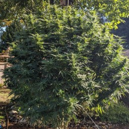 Nasiona marihuany Grapefruit Gelato - odmiana konopi