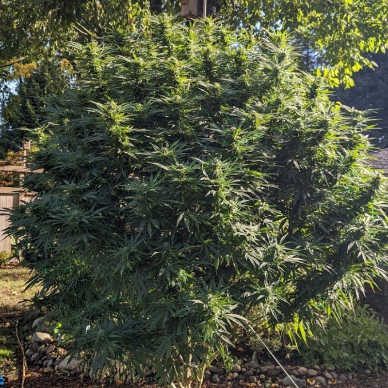 Nasiona marihuany Grapefruit Gelato - odmiana konopi