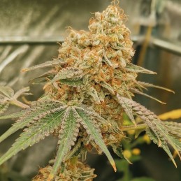 Nasiona marihuany automatyczne Grapefruit Orange Auto - odmiana konopi