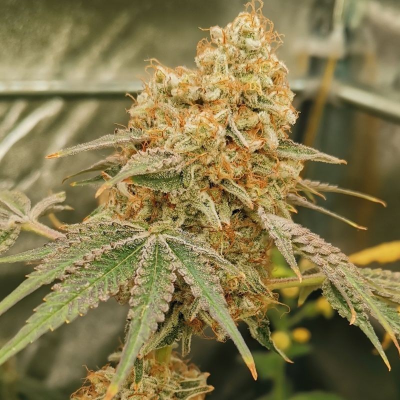 Nasiona marihuany automatyczne Grapefruit Orange Auto - odmiana konopi