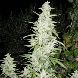 Nasiona marihuany Maroc - opis odmiany konopi