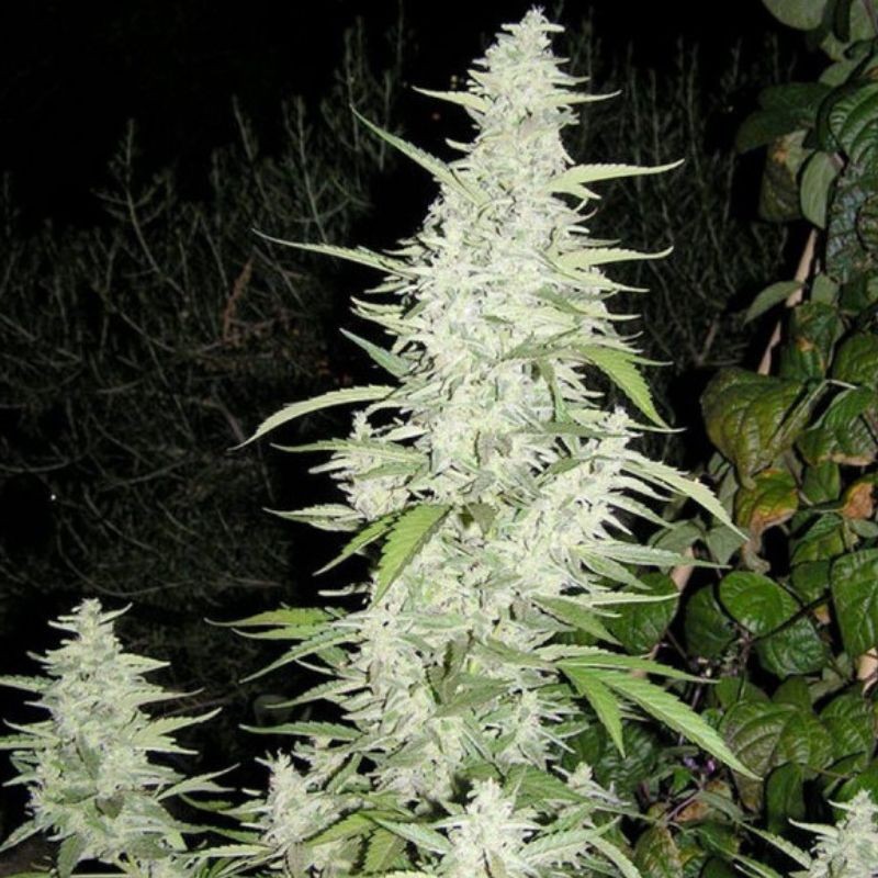 Nasiona marihuany Maroc - opis odmiany konopi