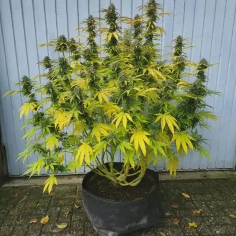 Nasiona marihuany Maroc Haze - opis odmiany konopi