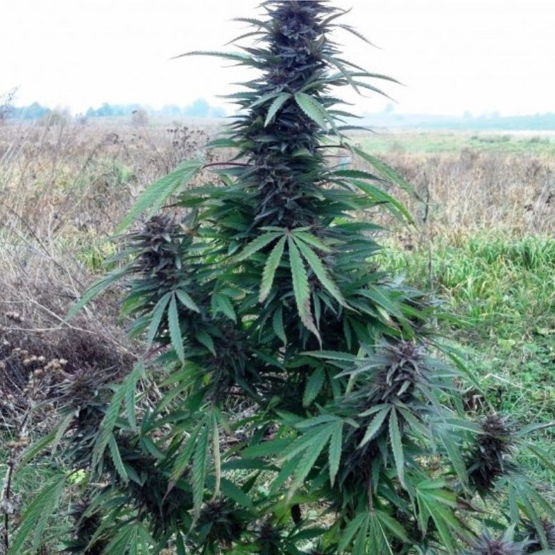 Nasiona marihuany Purple Maroc - opis odmiany konopi