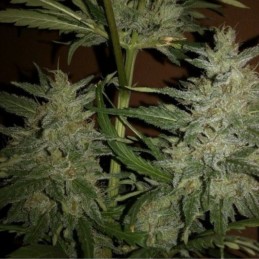 Nasiona marihuany Purple Maroc Cookies - opis odmiany konopi