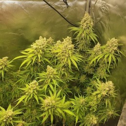 Nasiona marihuany Ghost Train Haze 1 - odmiana konopi