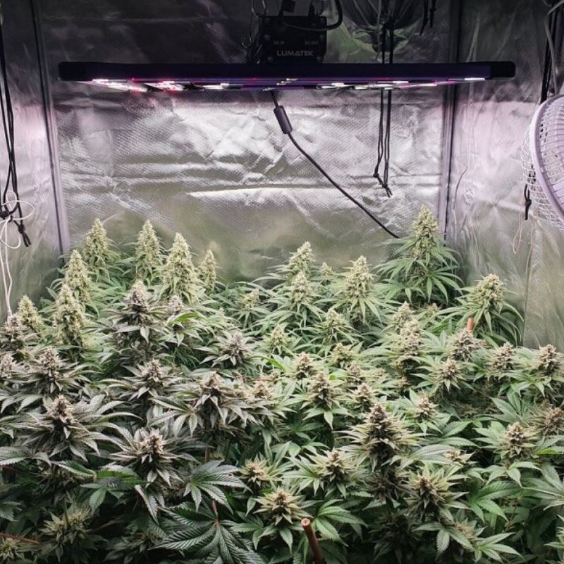 Nasiona marihuany Hyper Glue - opis odmiany konopi