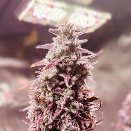 Nasiona marihuany Holy Snow - opis odmiany konopi