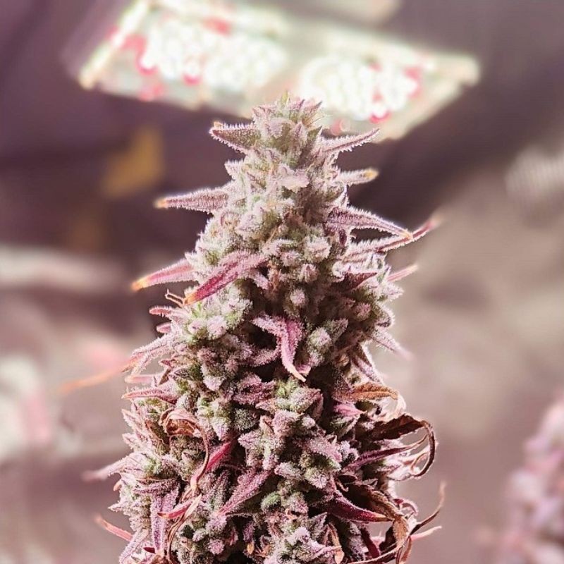 Nasiona marihuany Holy Snow - opis odmiany konopi