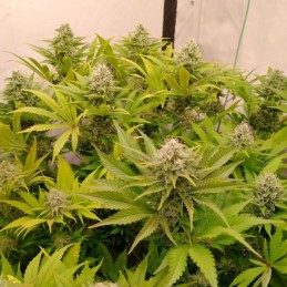 Nasiona marihuany Pure Kush - opis odmiany konopi