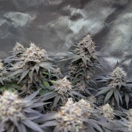 Nasiona marihuany Pure Gelato Kush - opis odmiany konopi