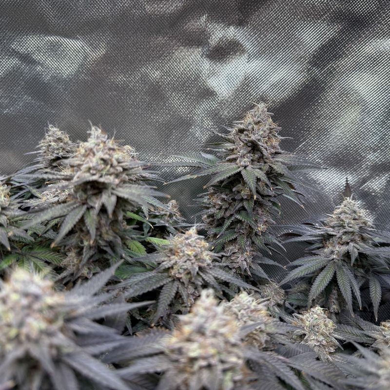 Nasiona marihuany Pure Gelato Kush - opis odmiany konopi