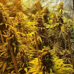 Nasiona marihuany automatyczne Auto Destroyer - odmiana konopi