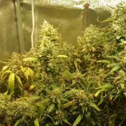 Nasiona marihuany automatyczne Auto JH - odmiana konopi